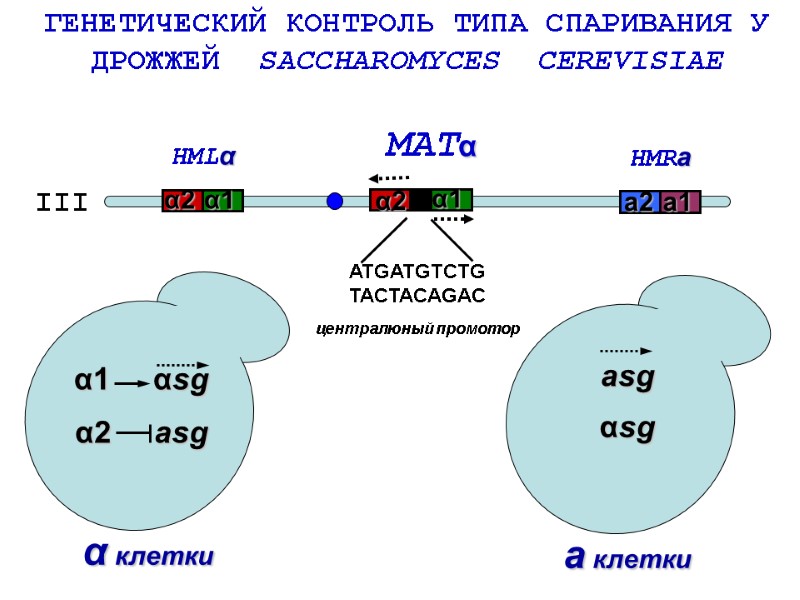 ГЕНЕТИЧЕСКИЙ КОНТРОЛЬ ТИПА СПАРИВАНИЯ У  ДРОЖЖЕЙ  SACCHAROMYCES  CEREVISIAE α2 III HMLα